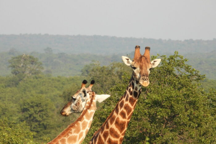Kruger Park 3 day Safari